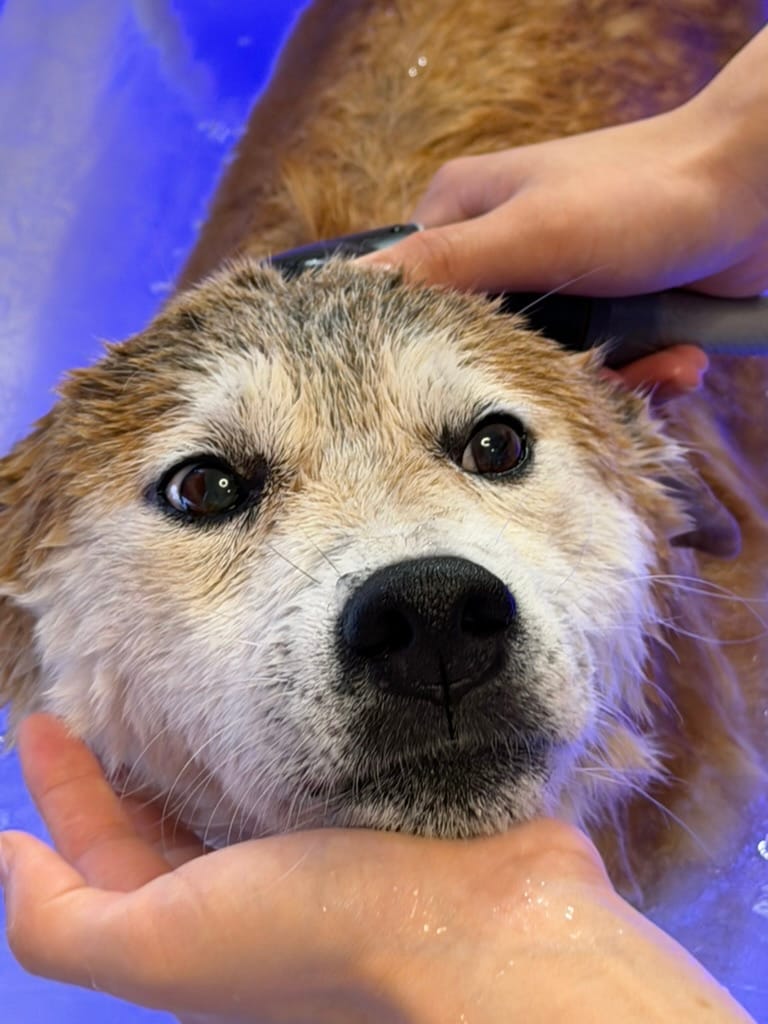 お城のドッグバスを利用するわんちゃん